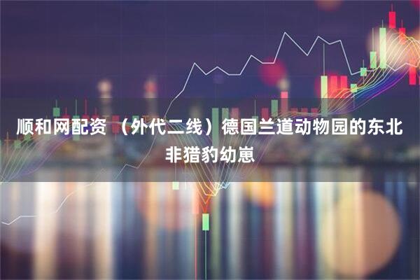 顺和网配资 （外代二线）德国兰道动物园的东北非猎豹幼崽